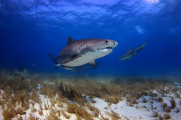 Fototapeta premium Tiger Shark of Tiger Beach