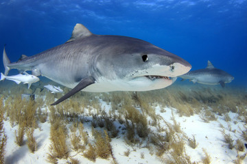 Naklejka premium Tiger Shark of Tiger Beach