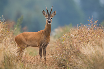 Roebuck - buck (Capreolus capreolus) Roe deer - goat