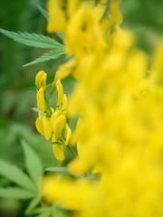 wild yellow flowers bloom on the background of hemp leaves spring glade close-up