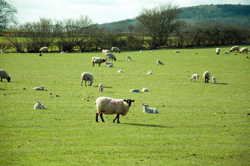 Obraz premium herd of sheep in field