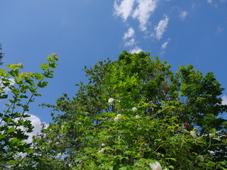 real wild roses attract real fast insects