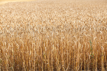 Fototapeta premium field of ripe wheat