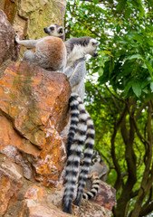 The clever ring-tailed lemur in a wildlife park