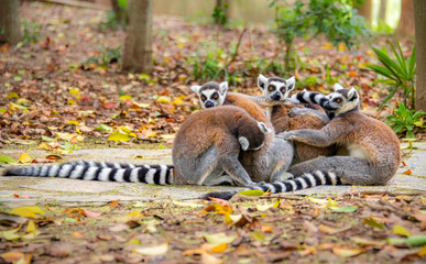 The clever ring-tailed lemur in a wildlife park