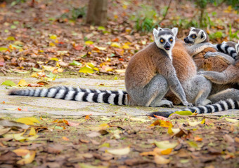 The clever ring-tailed lemur in a wildlife park