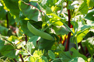 Sweet green peas ripen on the background of beet leaves