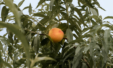 Beautiful scene with natural peach on the tree