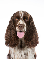 English Springer Spaniel dog portrait. Image taken in a studio with white background. Isolated on...