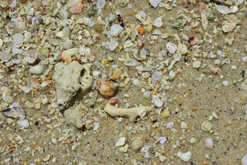 Hermit crab with corals at the coast