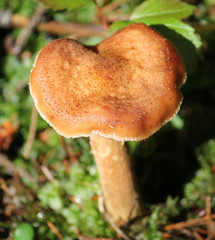Armillaria mellea or honey fungus. July, Belarus