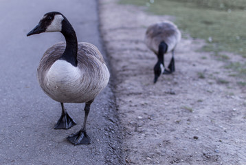 Canadian Geese walking around a pathway in a park