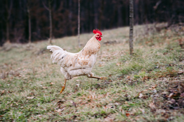 chicken, cock and hen strutting