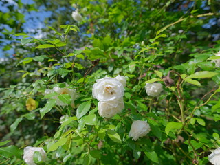 real wild roses attract real fast insects