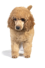 Poodle puppy apricot color stands and looks away.