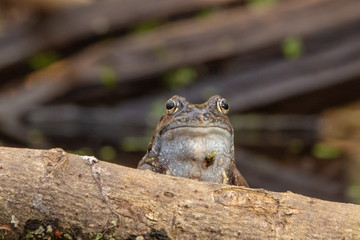 Common Frog Popping It's Head Up Above a Log