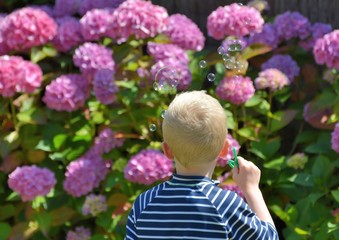 Obraz premium Un petit garçon qui joue à faire des bulles devant des hortensias en Bretagne