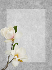 Blooming magnolia flower isolated on paper background.