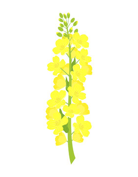 rapeseed flowers on white background