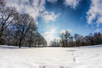 Snowy path into several trees in a forest