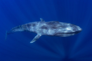Blue Whale © Darin Sakdatorn