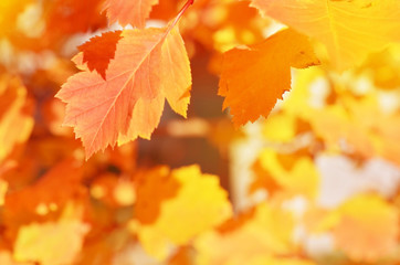 Autumn leaves on the sun. Fall blurred background. - Image