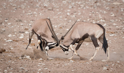 Two Antelope locking horns