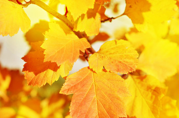 Bright autumn leaves in the natural environment. - Image