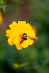 Outdoor spring blooming yellow orange yellow autumn flowers and bees,Cosmos sulphureus Cav.