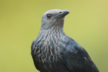 A portrait of a Starling bird