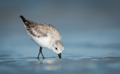 A Sanderling bird in the water