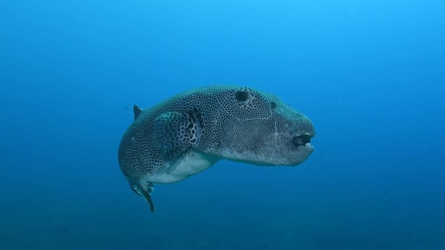 Starry pufferfish, Arothron stellatus in the blue ocean