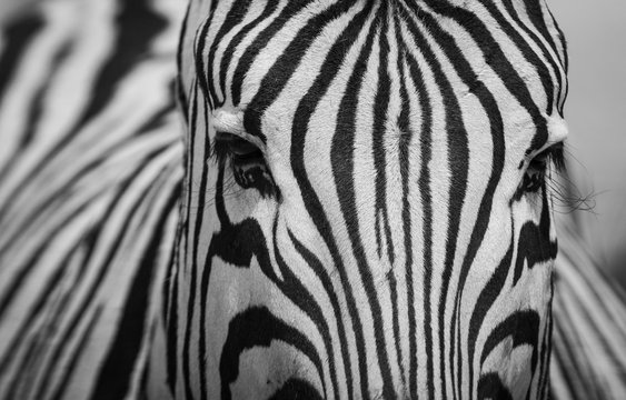 Close up of a Zebra Face