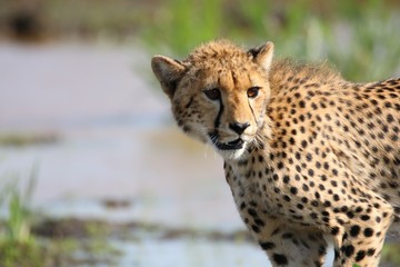 Cheetah at waterhole