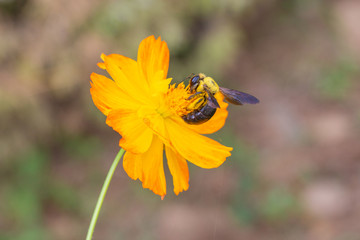 Outdoor spring blooming yellow orange yellow autumn flowers and bees,Cosmos sulphureus Cav.