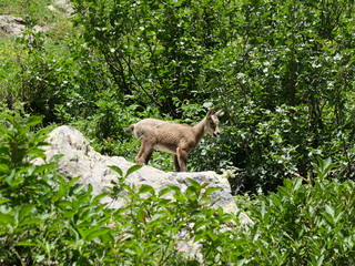 Obraz premium jeune chamois ou isard en montagne dans la forêt