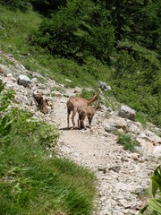 jeune chamois ou isard et sa mère en montagne
