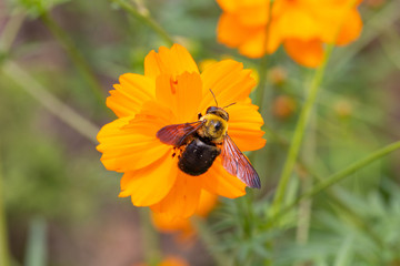 Outdoor spring blooming yellow orange yellow autumn flowers and bees,Cosmos sulphureus Cav.