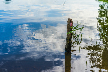 Eggs pink color of Golden Applesnail or Channeled Applesnail or Cherry Shell on Tree stump