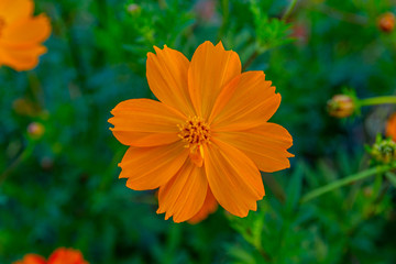 round bright orange marigold flowers in the flower bed close-up. Flowers at sunset, soft focus.