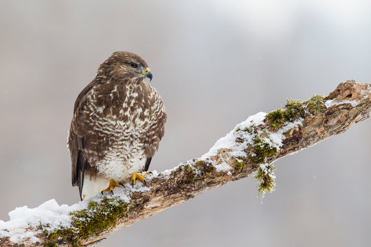 M&auml;usebussard auf Ansitz