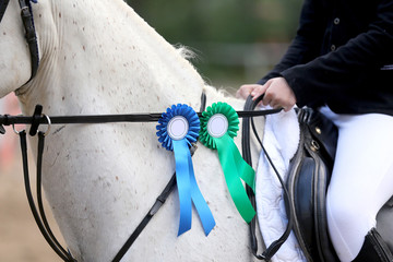 Purebred sport horse wearing winners trophy after competition