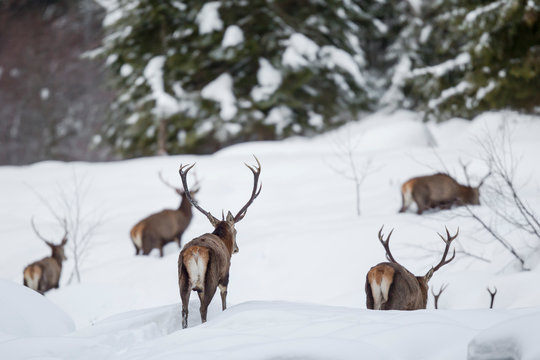 Rothirsch im Winter