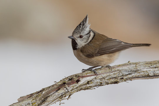 Haubenmeise (Lophophanes cristatus) im Winter