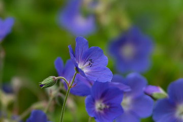 Blue Geranium Flowers in Bloom in Springtime
