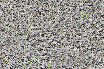Young shoots of a climbing plant with blossoming buds. Background of the dry branches of the withe. Texture of the dry branches of the vine in the spring.