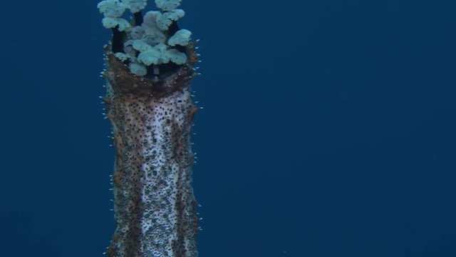 Marbled Sea Cucumber, Bohadschia graeffe standing up and expelling its intestines