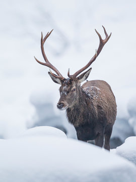Rothirsch im Winter
