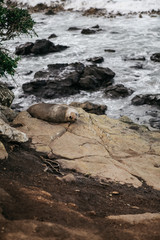 seal katiki