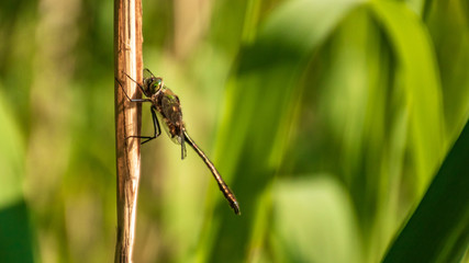 Dragonfly taking a nap on a branch